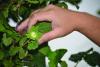 Clericos’ Thistlebud Farm making its mark growing hazelnuts