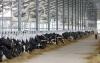 Business : Jemaluang Dairy Valley Targets 5.5 Mln Litres Fresh Milk Production By End-2026