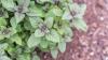 What makes blue basil a wellness favorite