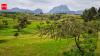 2,000-year-old grapevines in Ethiopia may preserve an ancient farming legacy