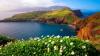 In Portugal's Madeira, a species that fit in a petri dish is back in the wild