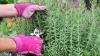 Welsh gardeners urged to do 8 easy jobs in August to help plants get through winter