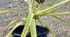 Gardening success: pineapple emerges