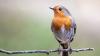 Stop doing one gardening task if you want to attract robins