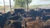 Managing forward cattle as grass growth stalls on ABP Demo Farm
