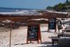 Seaweed blanketing Caribbean coasts