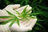 Draft bill limits cannabis to medical use