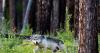 Report: Montana overestimated wolf population for decades