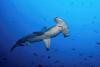 Off Ecuador's Galápagos, a hammerhead bolts the second it senses orcas