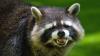 A raccoon charged from the shrubs at a New Jersey home, bit a man, and tested positive for rabies