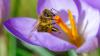 Pennsylvania's fireflies and bees are in decline, and a loophole in state law could worsen it