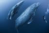 Cancel your safari because Earth's greatest wildlife experiences take place beneath the surface of the ocean