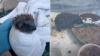 Scotland mom picked up one hedgehog on her day off, then opened her home to 80 more