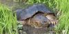 Increase in number of invasive snapping turtles in south of France