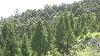 One man’s plantation helps preserve an age-old tradition