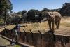 In South Africa, a court case tests the future of elephants in zoos