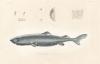 What A 400-Year-Old Shark Can Teach Us About Human Longevity