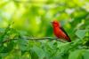How to start birding in Western Pennsylvania