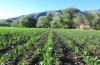Zimbabwe Targets 496,000 Hectares of Irrigated Land by 2030 to Boost Food Security