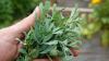The Ancient Herb Gardeners Rarely Grow Anymore