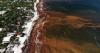 A blanket of seaweed smothers coastlines from the Caribbean to Mexico