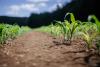 Five entrepreneurs unlocking Africa’s agribusiness opportunities