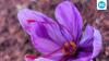 Saffron cultivation gains interest among farmers and young entrepreneurs as high-value farming opportunities expand