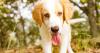 Government speaks out over dog-walking in extreme heat fears