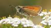 Excitement over butterfly spotted at nature site