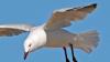First suspected bird flu mass mortality event being investigated in South Australia