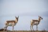 North Dakota Game and Fish sets 2026 pronghorn season