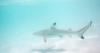 American Snorkeler Attacked by Shark in the Caribbean