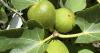 Figuring out figs