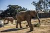 Court to decide fate of Johannesburg Zoo’s last elephants