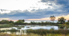 CMU scientist says Michigan swamps are in decline