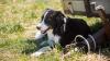 Government issues update after calls to ban dogs being walked during heatwave