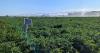 New app helps Michigan farmers adapt to erratic rainfall