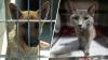 Clear The Shelters kicks off pet adoption campaign: Here's how to get involved