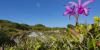 Restaura Biomas to restore 600,000 ha of native vegetation in Brazil