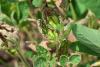 Free tests target ‘Red Crown Rot,’ a threat to Midwest soybeans