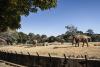 The last trio: S.Africa’s zoo elephants await their fate