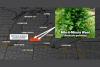 Michigan Faces Spreading Mile-A-Minute Weed Invasion as Jackson County Confirms New Infestation Just Miles From Original Calhoun County Detection Site