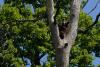 Romania expands bear cull, critics say enforcement gaps persist