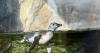 For first time in 8 years, baby penguin debuts at Aquarium of the Pacific in Long Beach