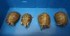 Hong Kong Customs Seizes Four Endangered Turtles Worth $20,000 at Shenzhen Bay Control Point