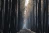 AP News: Europe’s wildfire crisis eases in west as danger shifts east to Greece