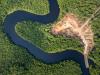 Scientists can now trace illegal Amazon timber back to where it was cut