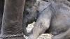 In South Africa, ex-captive elephants released to the wild adapted better than expected
