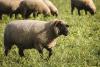 First case of scrapie detected in U.S. sheep in more than 5 years