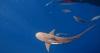 Martin County considers changes to shark fishing rules on beaches after state directive
